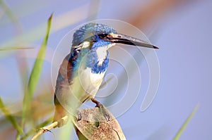 TheÃÂ cerulean kingfisher - Alcedo coerulescens